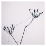 XH016197-Bearbeitet